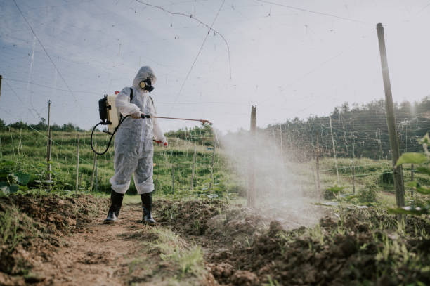 Wasp Removal Services in St Maries, ID