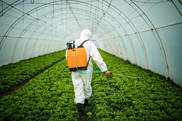 Trusted St Maries, ID Pest Control Experts