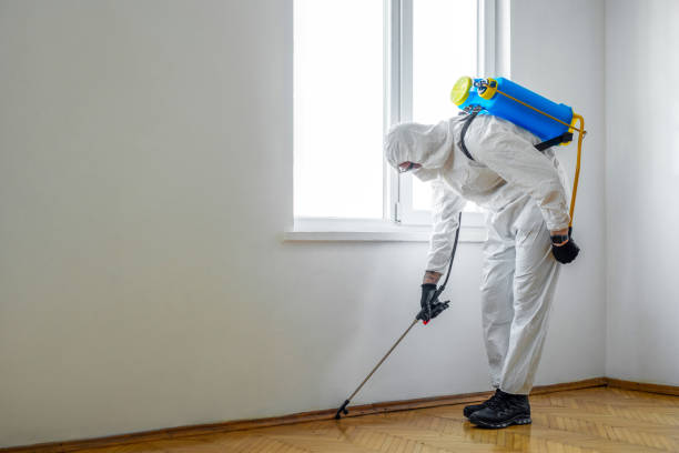 Best Wasp Removal Services  in St Maries, ID
