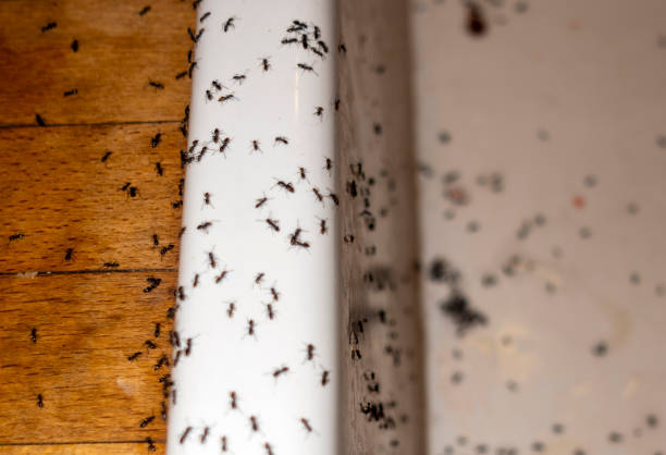 Best Pest Control for Homes  in St Maries, ID