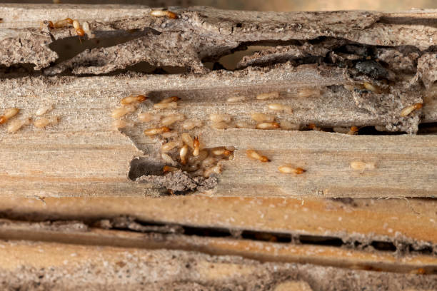 Spider Control Near Me in St Maries, ID