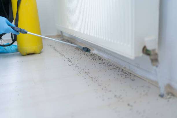 Best Pest Control Near Me  in St Maries, ID